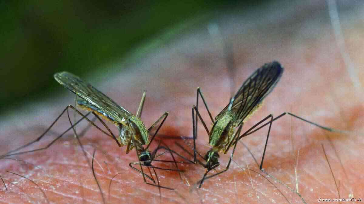 Malaria in Frankfurt fordert drei Tote – wie hoch das Risiko ist