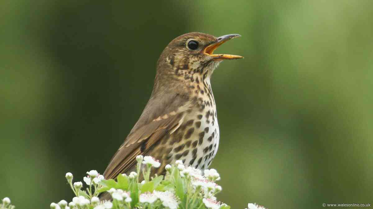 Birds will sing in your garden regularly if you leave 2 items outside this autumn