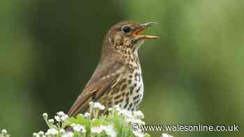 Birds will sing in your garden regularly if you leave 2 items outside this autumn