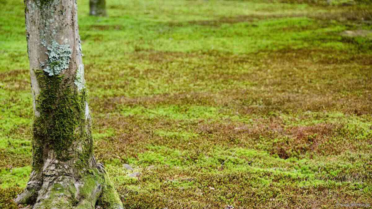 Moos im Garten: Warum das grüne Polster mehr Nutzen bringt als gedacht