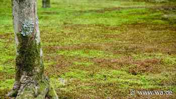 Moos im Garten: Warum das grüne Polster mehr Nutzen bringt als gedacht