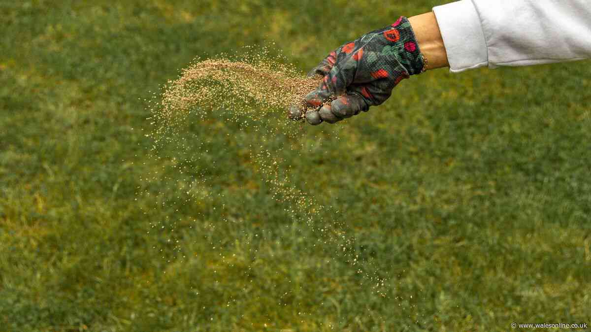 September is the best time to overseed your garden but do this to get the best results