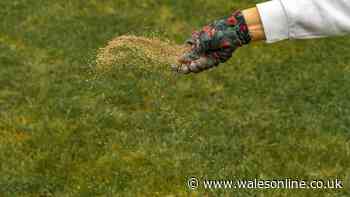 September is the best time to overseed your garden but do this to get the best results