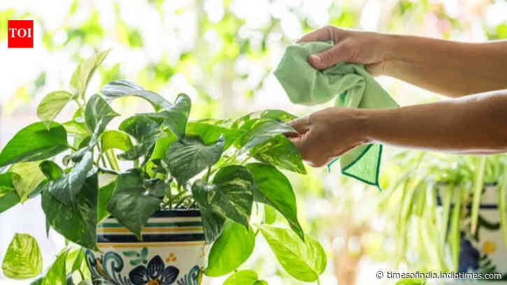 Money plant: Should you keep it in direct sunlight or shade? Here’s the right spot for healthy growth