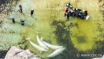 Third Marineland beluga dies after being moved, this time in Spain