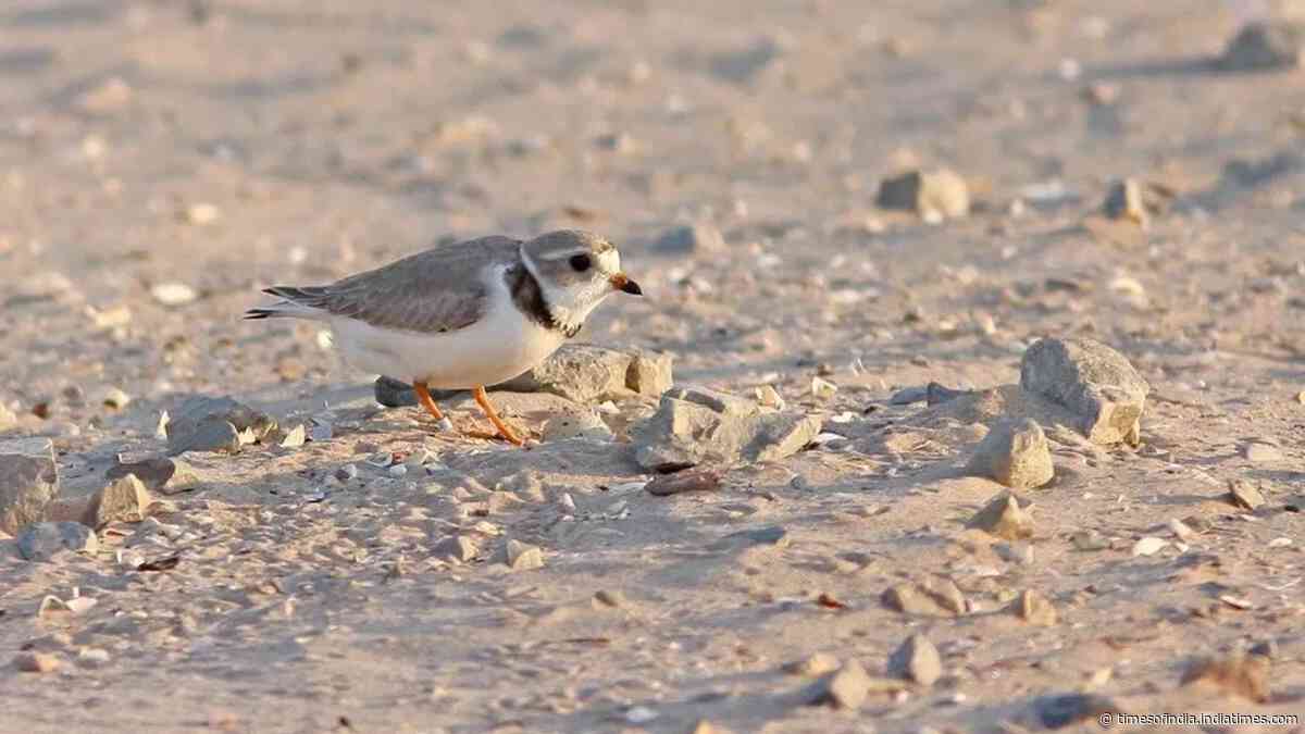 In 2019, Wisconsin turned 87,000 cubic yards of harbor dredge into 14 acres of shorebird habitat