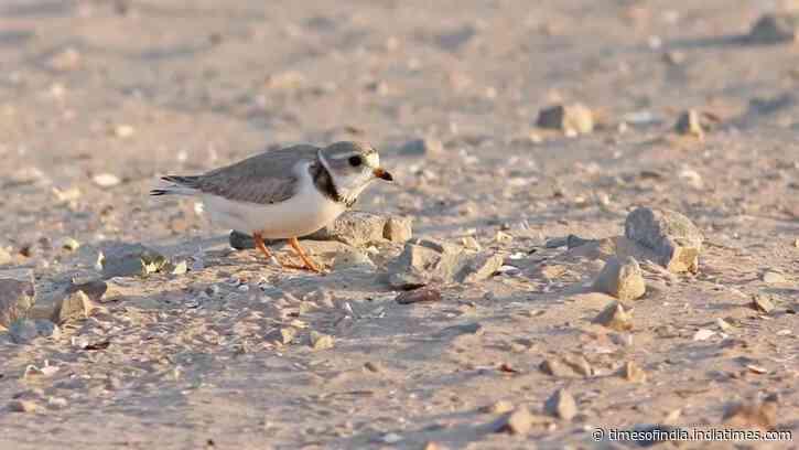 In 2019, Wisconsin turned 87,000 cubic yards of harbor dredge into 14 acres of shorebird habitat