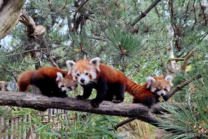 Tashi und Maya: Rote Panda-Zwillinge haben Namen erhalten, KIDZ-Riesenkinderfest am Samstag