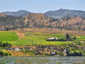 Opinion: This year’s drought pitted fish against farms. B.C. must do better