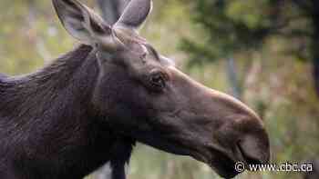 Misipawistik Cree Nation chief calls on hunters to voluntarily halt moose harvest