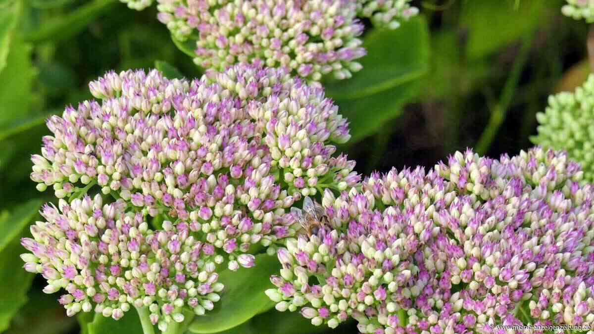 Herbststauden trotzen dem Frost: Diese Blüher bringen Farbe in triste Gärten und locken Insekten an