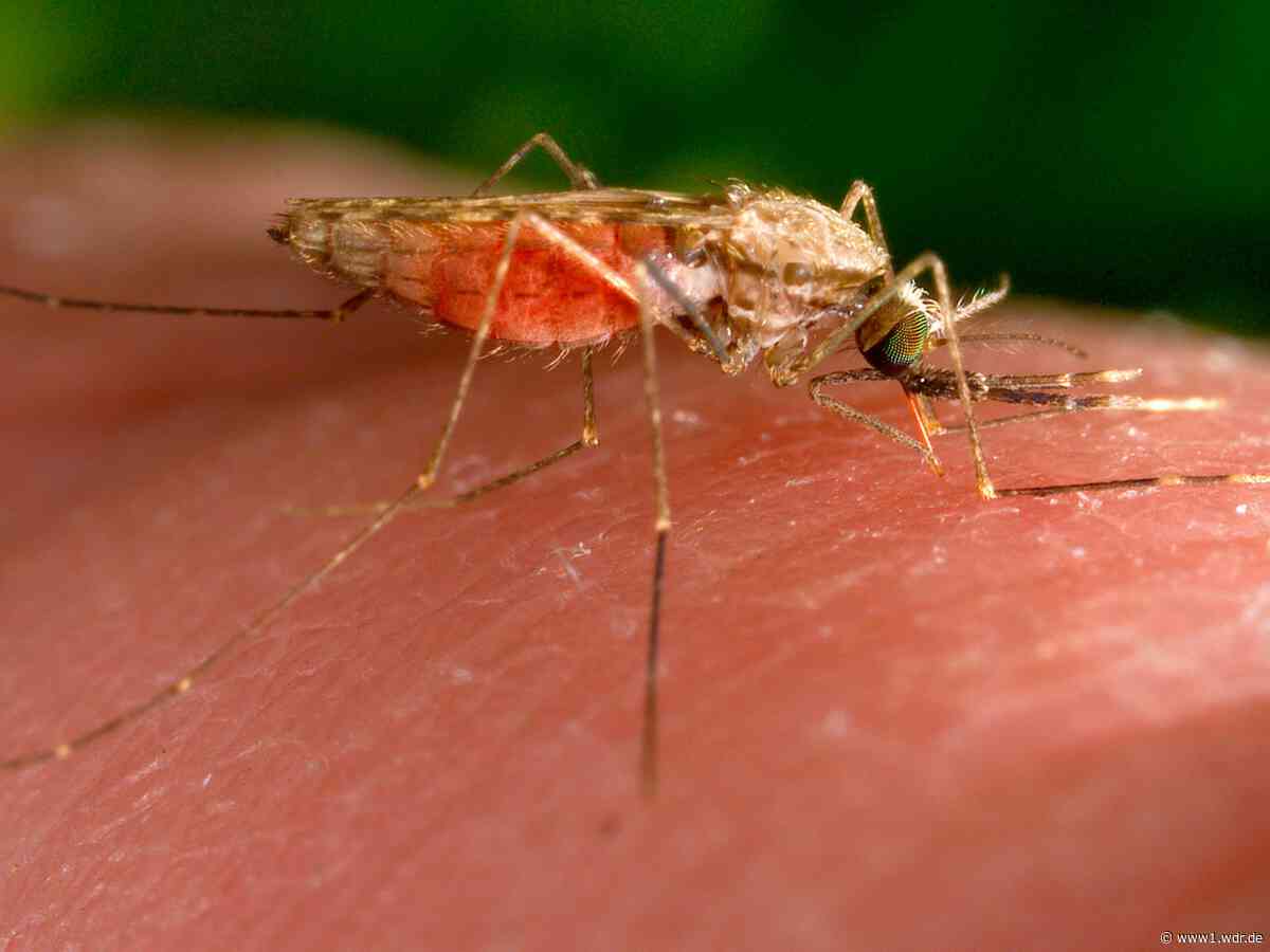 Malaria-Todesfälle in Frankfurt: Das Risiko in NRW