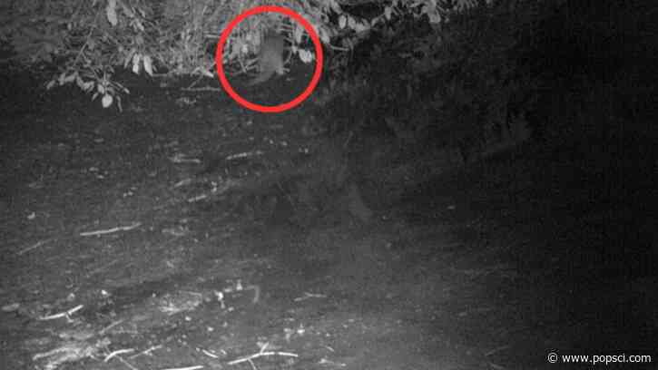 Help name the Bronx River’s first otter in 100 years