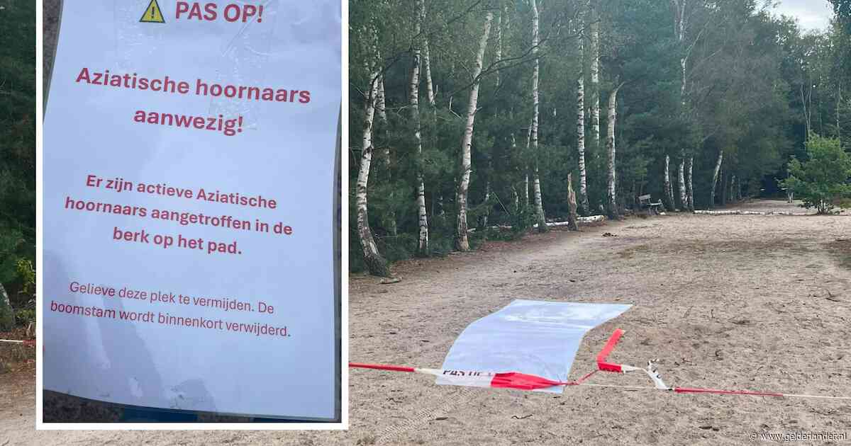 Hoornaar belaagt wandelaars en boswachters, wandelpad in Heerde tijdelijk afgezet