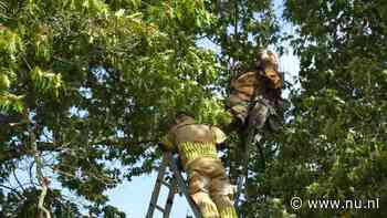 Militaire parachutist zit ruim een uur vast in boom na sprong in Gelderland