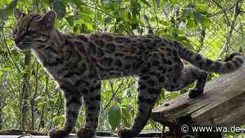 Leopardenfell und runde Öhrchen: Forscher enthüllen winzige neue Wildkatzenart