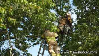 Militaire parachutist zit ruim een uur vast in boom na sprong in Gelderland