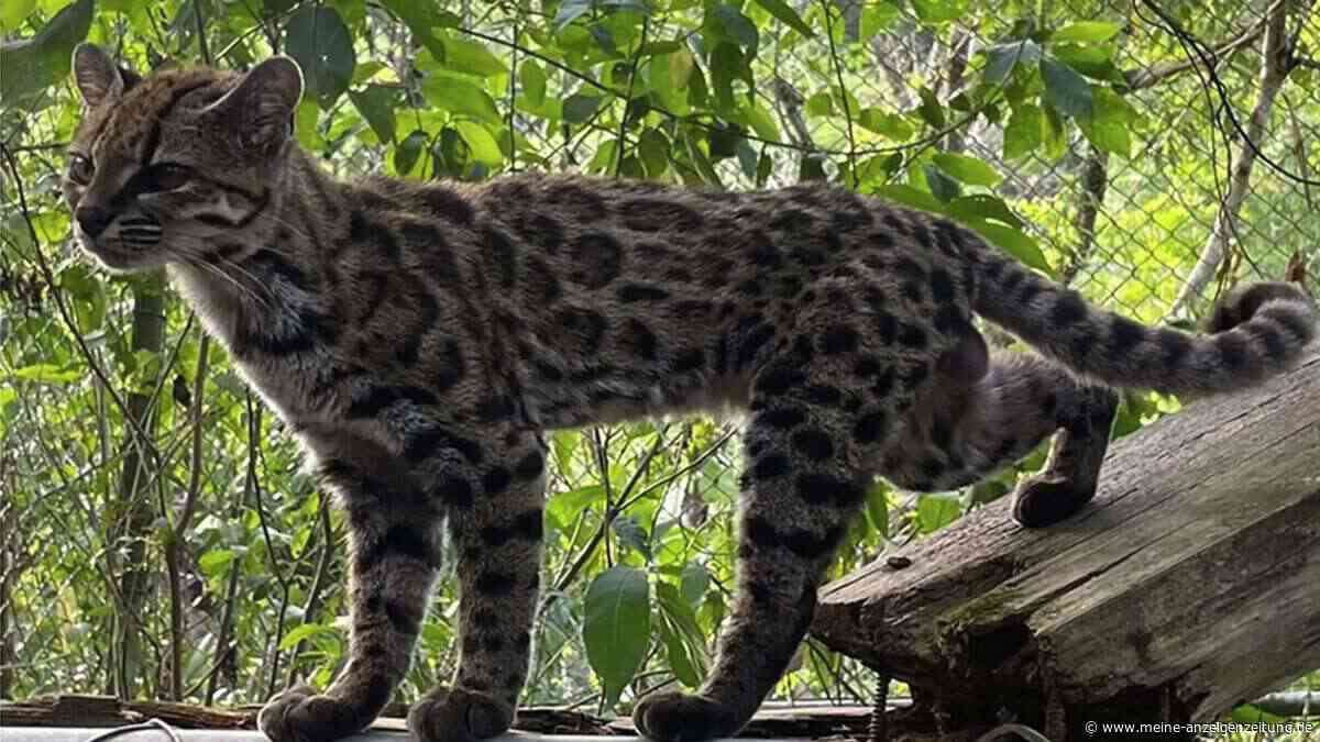 Leopardenfell und runde Öhrchen: Forscher enthüllen winzige neue Wildkatzenart