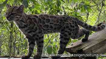 Leopardenfell und runde Öhrchen: Forscher enthüllen winzige neue Wildkatzenart