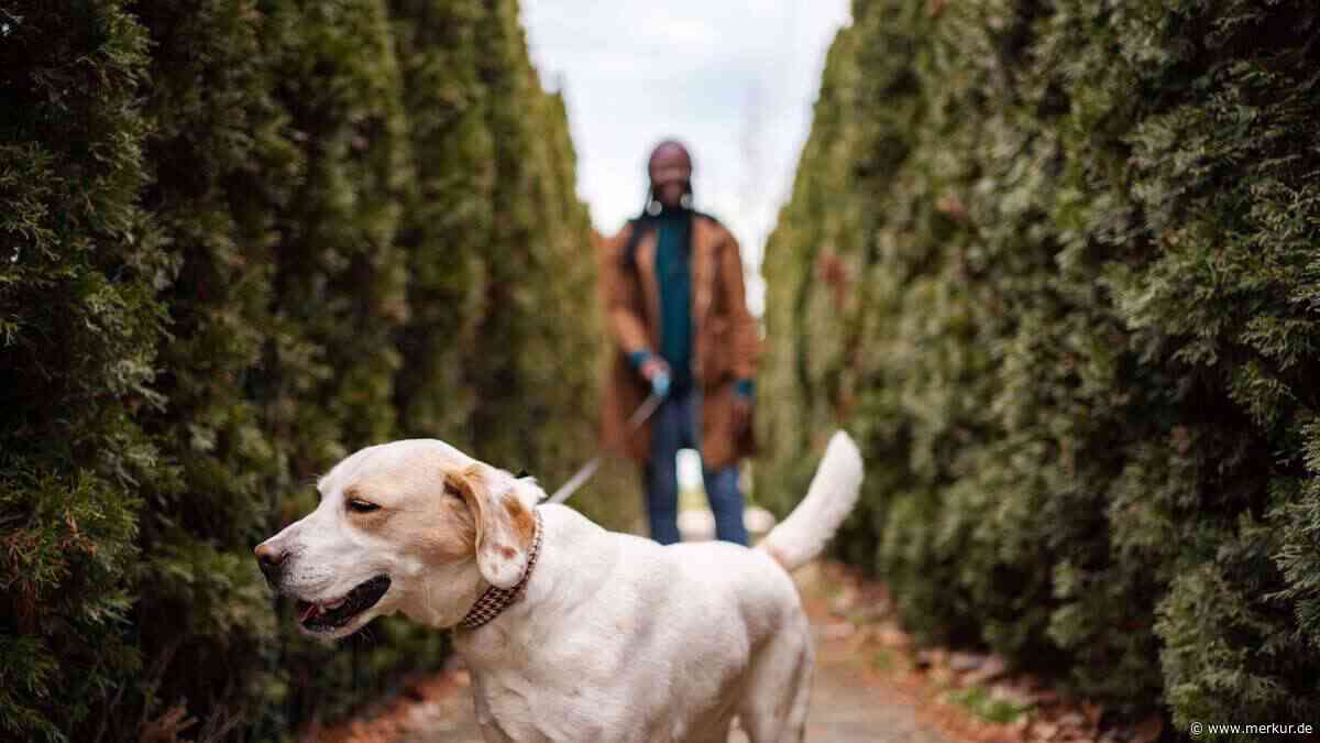 Warum Ihr Hund im Herbst plötzlich ausrastet – und was Sie jetzt nicht tun sollten