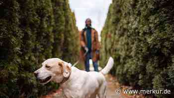 Warum Ihr Hund im Herbst plötzlich ausrastet – und was Sie jetzt nicht tun sollten