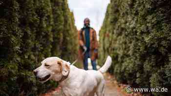 Warum Ihr Hund im Herbst plötzlich ausrastet – und was Sie jetzt nicht tun sollten