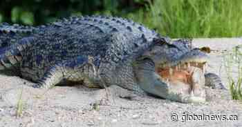 Australian crocodile habitat will be Olympic rowing venue in 2032 Games