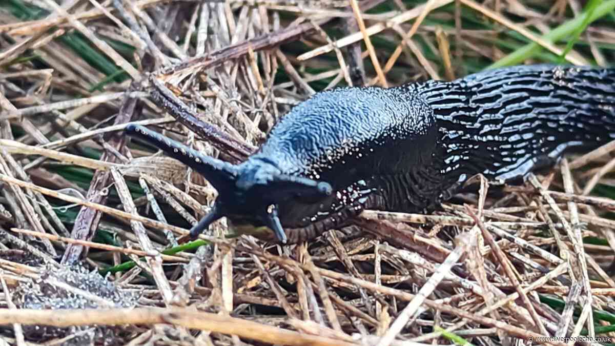 Stop slugs eating your garden plants for good with one £1.35 kitchen scrap
