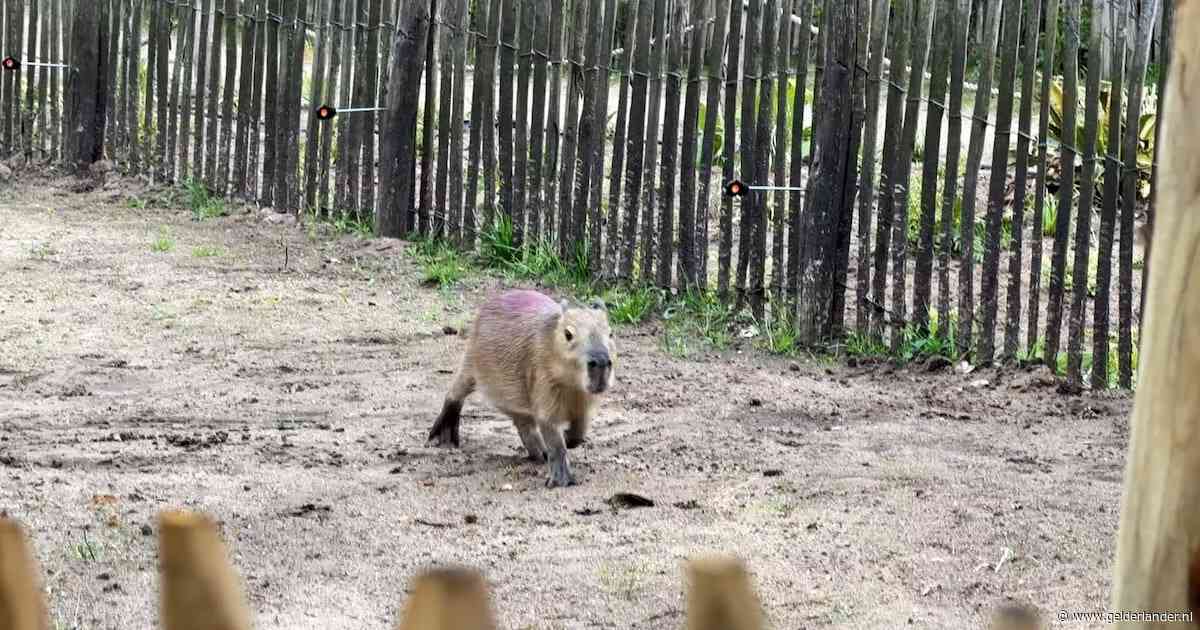 Mannelijke capibara in dierentuin sterft na nachtelijke confrontatie met vrouwtje