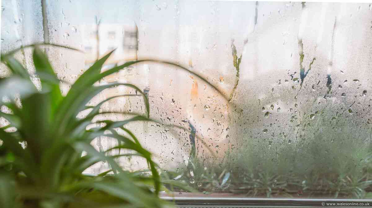 3 ‘unkillable’ houseplants perfect for combating damp and mould this autumn