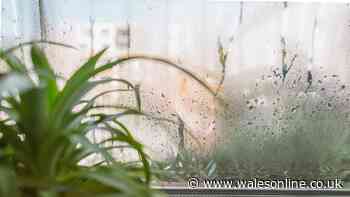 3 ‘unkillable’ houseplants perfect for combating damp and mould this autumn