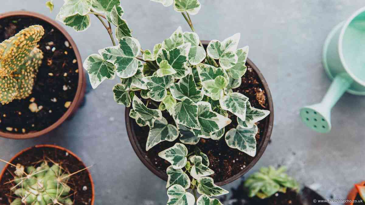 3 beautiful plants that absorb damp and mould from your home