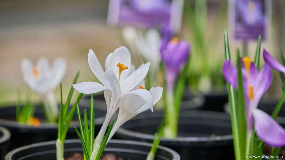 Monty Don's essential September job you must do for beautiful spring flowers