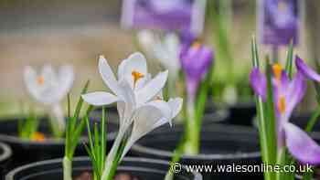Monty Don's essential September job you must do for beautiful spring flowers