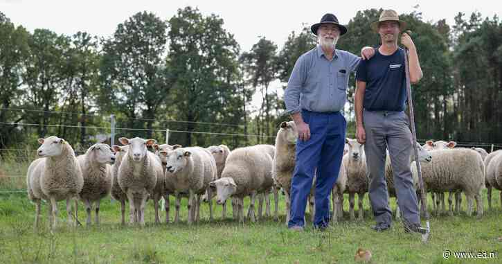 Van Achel naar Brussel met 350 schapen: Johan en zijn zoon Toon trekken 170 kilometer te voet