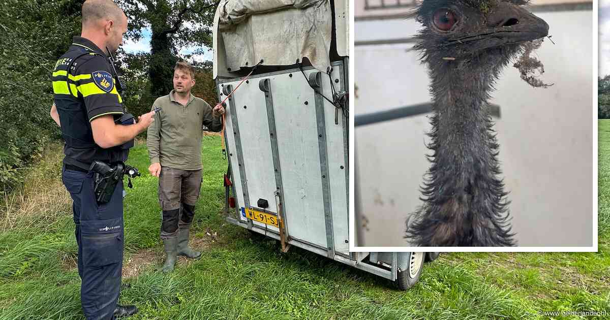 Een ontsnapte mini-struisvogel is dagenlang kwijt, dan staat het dier oog in oog met de politie: ‘De meldkamer wil een foto zien’