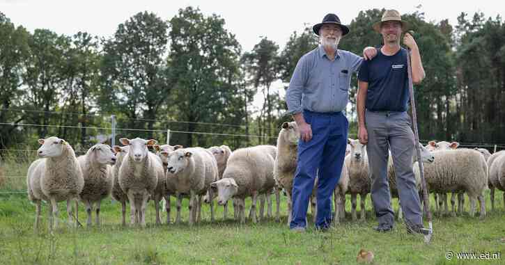 Johan (66) en zijn zoon Toon (39) trekken met 350 schapen te voet van Achel naar Brussel: “Mensen op fijne manier laten kennismaken met ons vak”