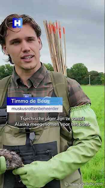 Muskusrattenplaag bedreigt dijken: 26.000 gevangen in twee jaar