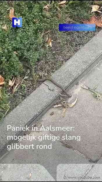 Mogelijk erg giftige slang  glibbert rond in Aalsmeer