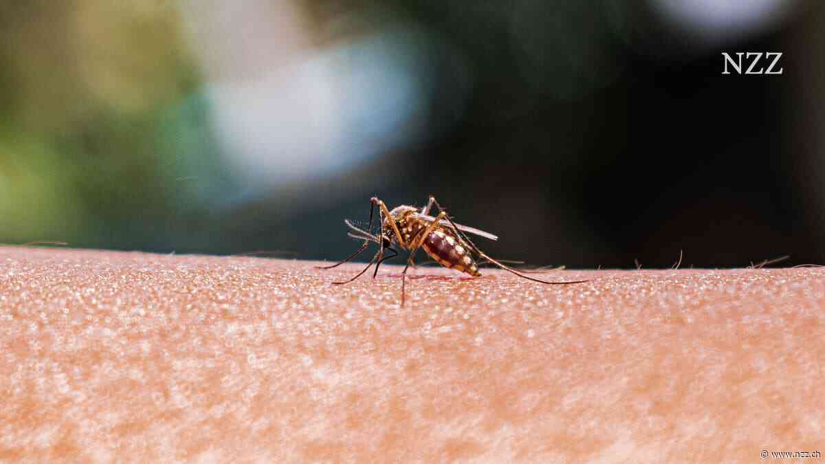 Wie tropische Mücken in Deutschland Flughafenmalaria verbreiten