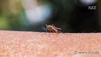 Wie tropische Mücken in Deutschland Flughafenmalaria verbreiten