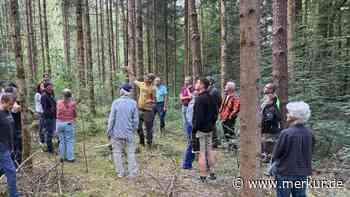 So macht man seinen Wald fit für die Zukunft: Lehrreicher Spaziergang in Iffeldorf über Naturverjüngung und Sortenwahl