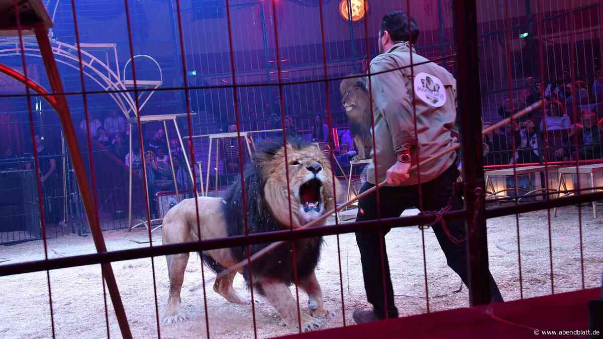 „Wildtiere gehören nicht in den Zirkus“: Nun gibt es einen Verbotsantrag