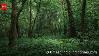 Forest vs jungle: What is the actual difference between the two?