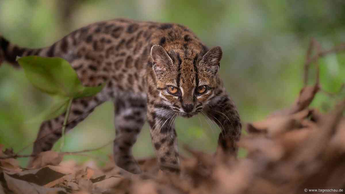 Bolivien: Forscher entdecken neue Katzenart "Leopardus tilcayo"