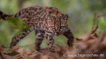 Bolivien: Forscher entdecken neue Katzenart "Leopardus tilcayo"