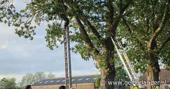 Wederom belandt parachutist in boom in de buurt van Renkum
