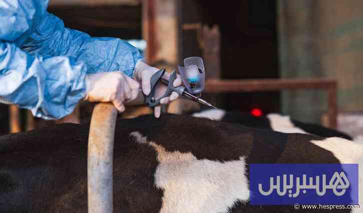 رومانيا تستأنف تصدير المواشي للمغرب