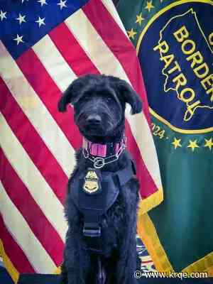 Stray pup in New Mexico rescued by El Paso animal advocate now serves the nation