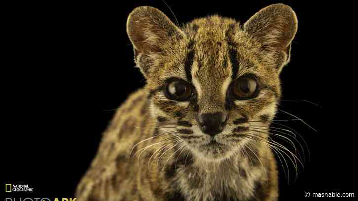 New cat species identified for first time in 100 years